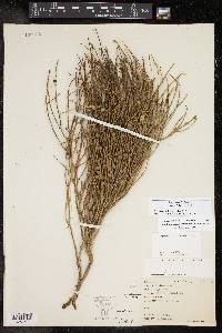 Lygodesmia juncea image