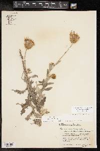 Cirsium texanum image