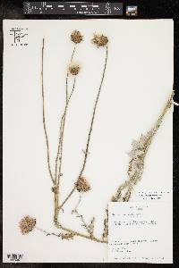 Cirsium texanum image