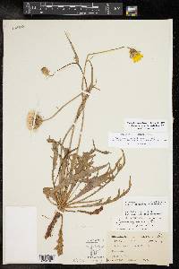 Pyrrhopappus pauciflorus image