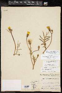 Pyrrhopappus pauciflorus image