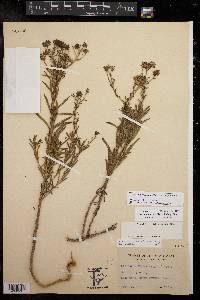 Baccharis texana image