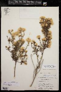 Baccharis texana image