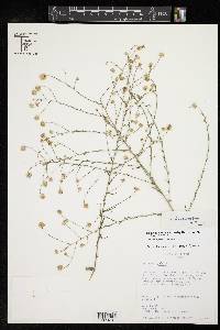 Symphyotrichum subulatum var. ligulatum image