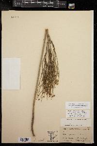 Pedilanthus tithymaloides image