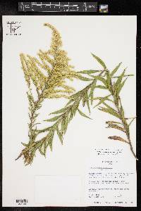 Solidago altissima var. altissima image