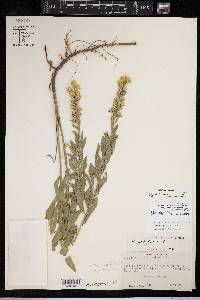 Solidago radula image