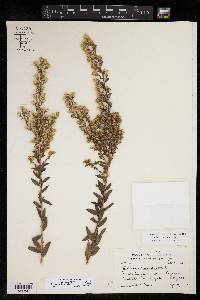 Solidago petiolaris var. wardii image