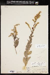 Solidago radula image