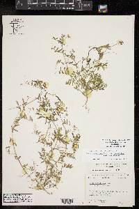 Vicia ludoviciana image