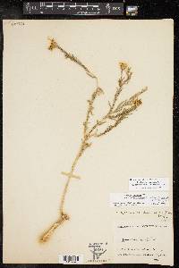 Xanthisma texanum image