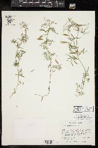 Vicia ludoviciana image