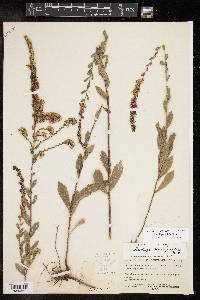 Solidago radula image