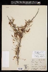 Acacia greggii image