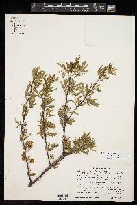 Vachellia farnesiana image