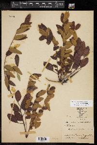 Gleditsia aquatica image