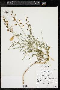 Caesalpinia caudata image