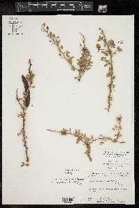 Cercidium macrum image