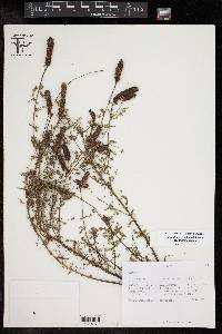 Dalea drummondiana image