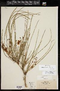 Parkinsonia aculeata image