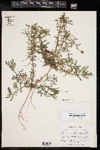 Dalea drummondiana image