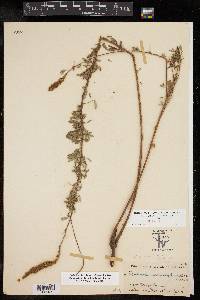 Dalea grisea image