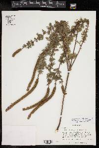 Dalea grisea image
