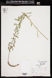 Dalea drummondiana image