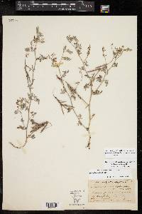 Indigofera miniata image