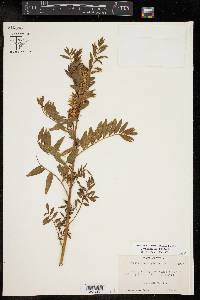 Glycyrrhiza lepidota image