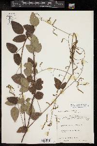 Desmodium laevigatum image