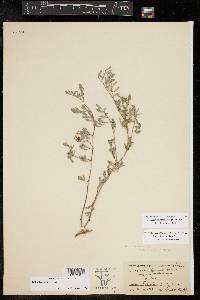 Indigofera miniata image