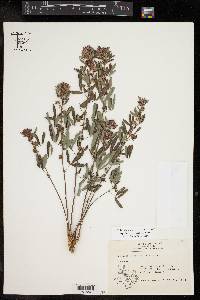 Lespedeza virginica image