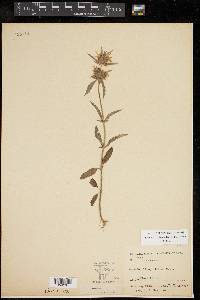 Monarda clinopodioides image