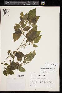 Solanum ptychanthum image