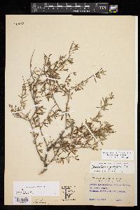 Forestiera angustifolia image