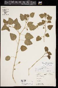 Physalis cinerascens var. cinerascens image