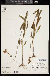 Physostegia longisepala image