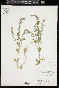 Scutellaria drummondii var. drummondii image