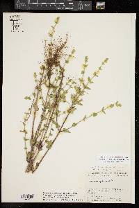 Scutellaria cardiophylla image