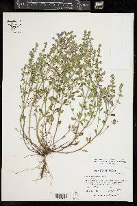 Scutellaria drummondii var. drummondii image
