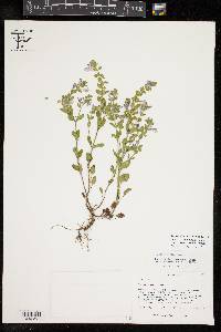 Scutellaria drummondii var. edwardsiana image