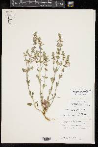 Scutellaria drummondii var. edwardsiana image