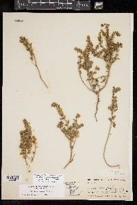 Scutellaria drummondii var. edwardsiana image