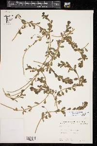 Bacopa monnieri image