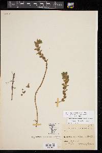 Bacopa caroliniana image