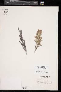 Castilleja rigida image