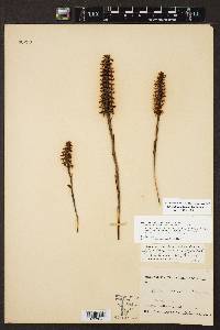 Spiranthes odorata image