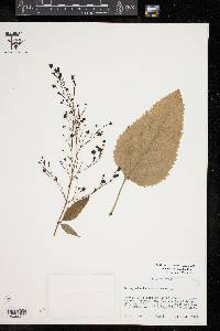 Scrophularia marilandica image