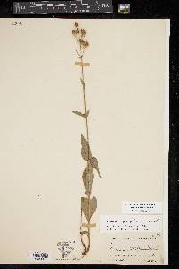 Penstemon laxiflorus image